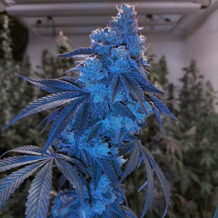 Sementes feminizadas London Pound Mints x Jealousy – Grounded Genetics