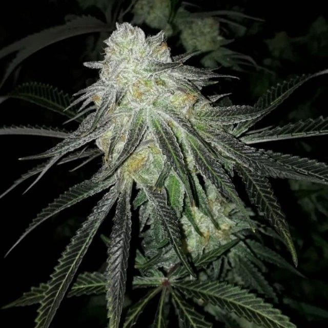 Sementes feminizadas Lots of Z Female by The Plug Seedbank