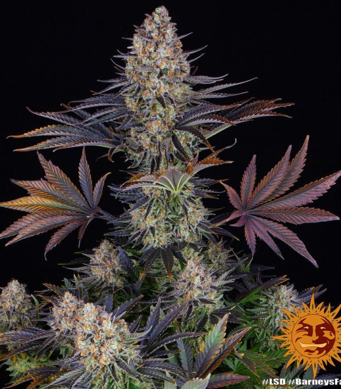 Sementes feminizadas LSD – Barneys Farm