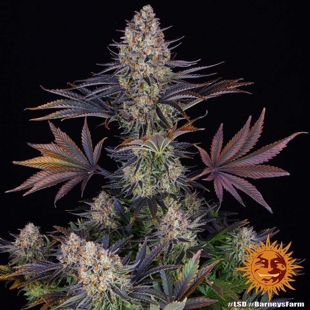 Sementes feminizadas LSD – Barneys Farm