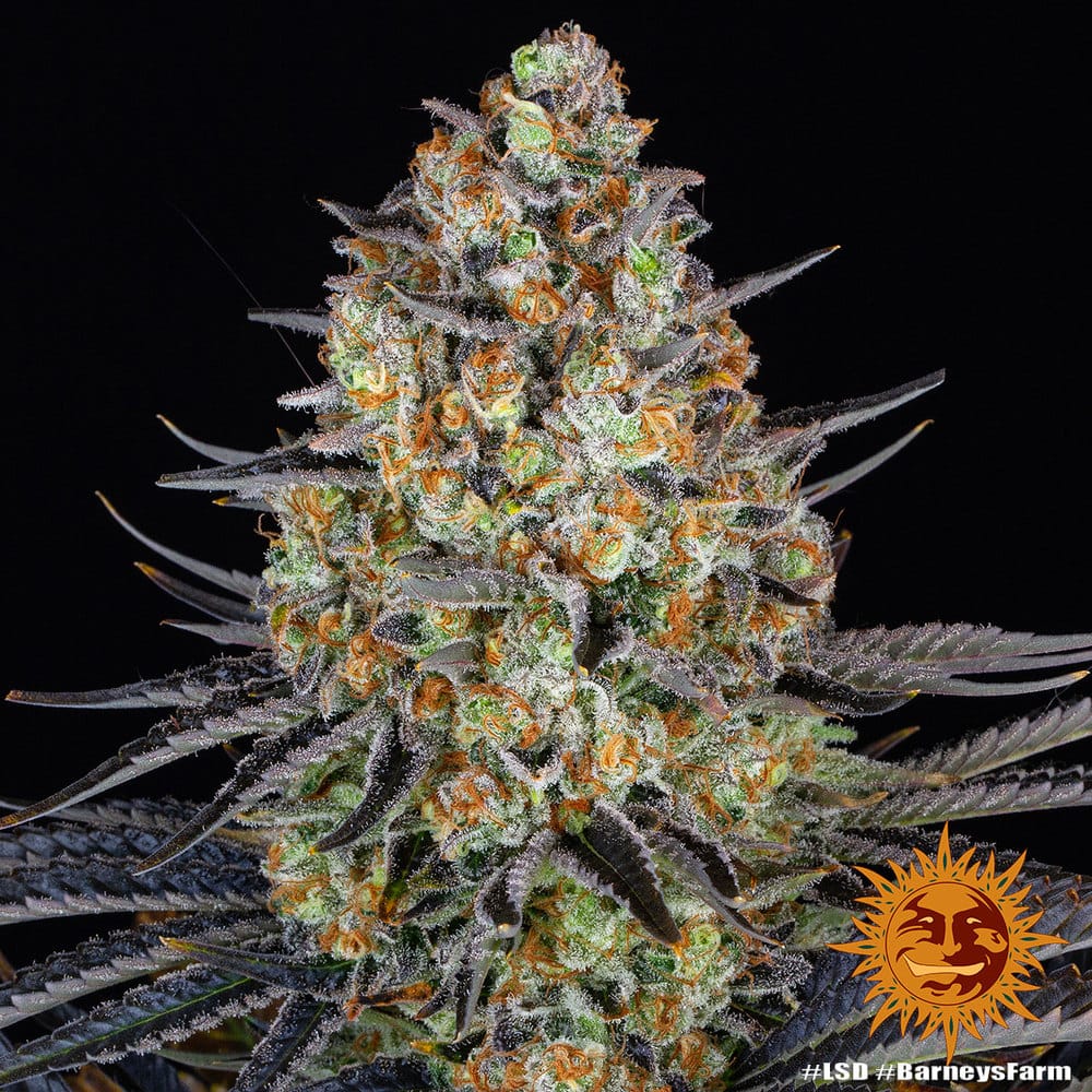 Genética de cannabis LSD – Barneys Farm – foto 2