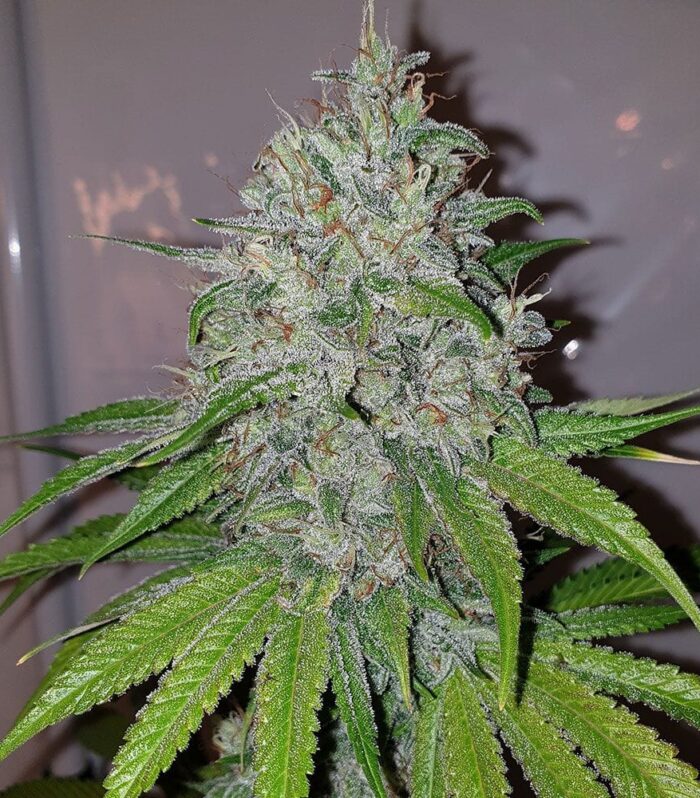 Sementes feminizadas Mango Lassi Female by Karma Genetics