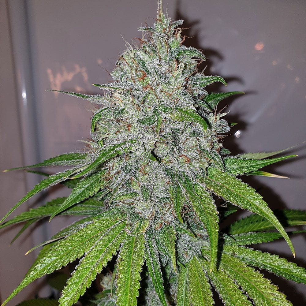 Sementes feminizadas Mango Lassi Female by Karma Genetics