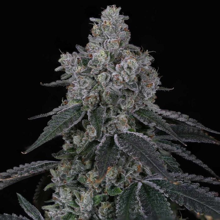 Sementes feminizadas Marshmallow OG Female By Compound Genetics – Compound Genetics