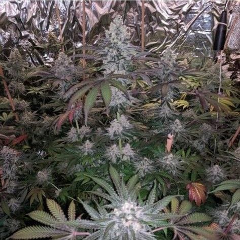 Sementes feminizadas Melonaid Z Female by The Plug Seedbank