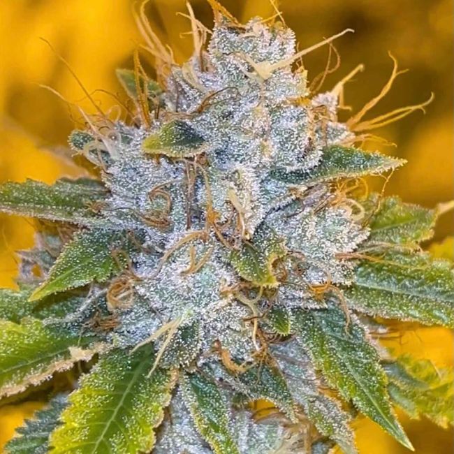 Sementes feminizadas Midnight Rumble – Karma Genetics
