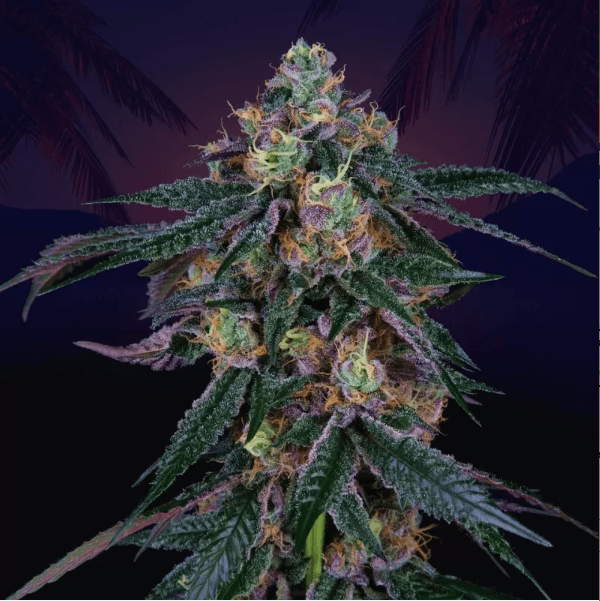 Genética de cannabis Midnight Sunset – Perfect Tree – foto 2