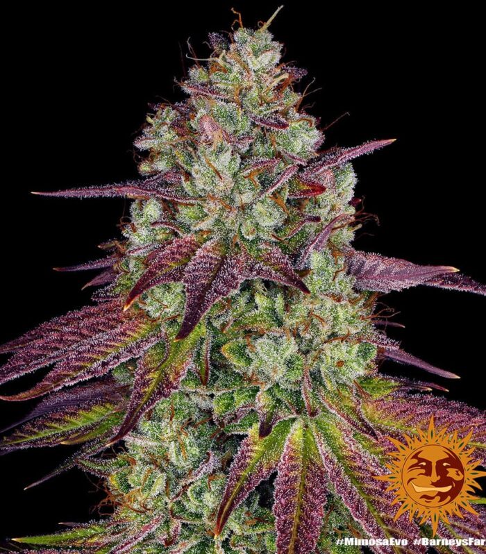 Sementes feminizadas Mimosa Evo by Barneys Farm