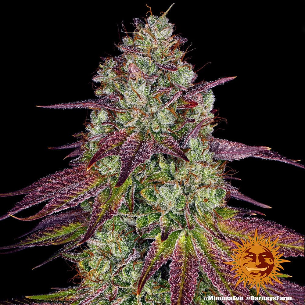 Sementes feminizadas Mimosa Evo by Barneys Farm