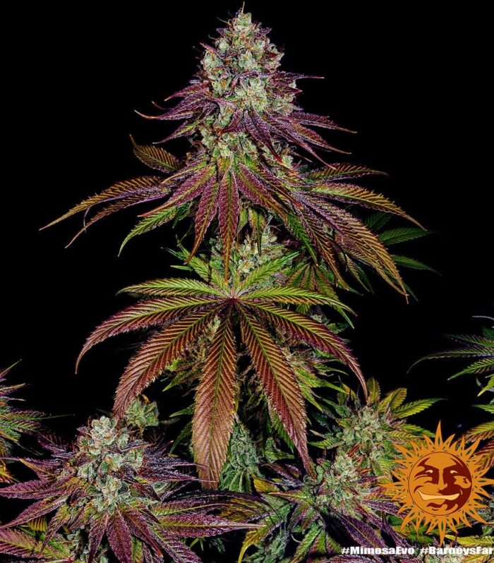 Sementes feminizadas Mimosa Evo – Barneys Farm