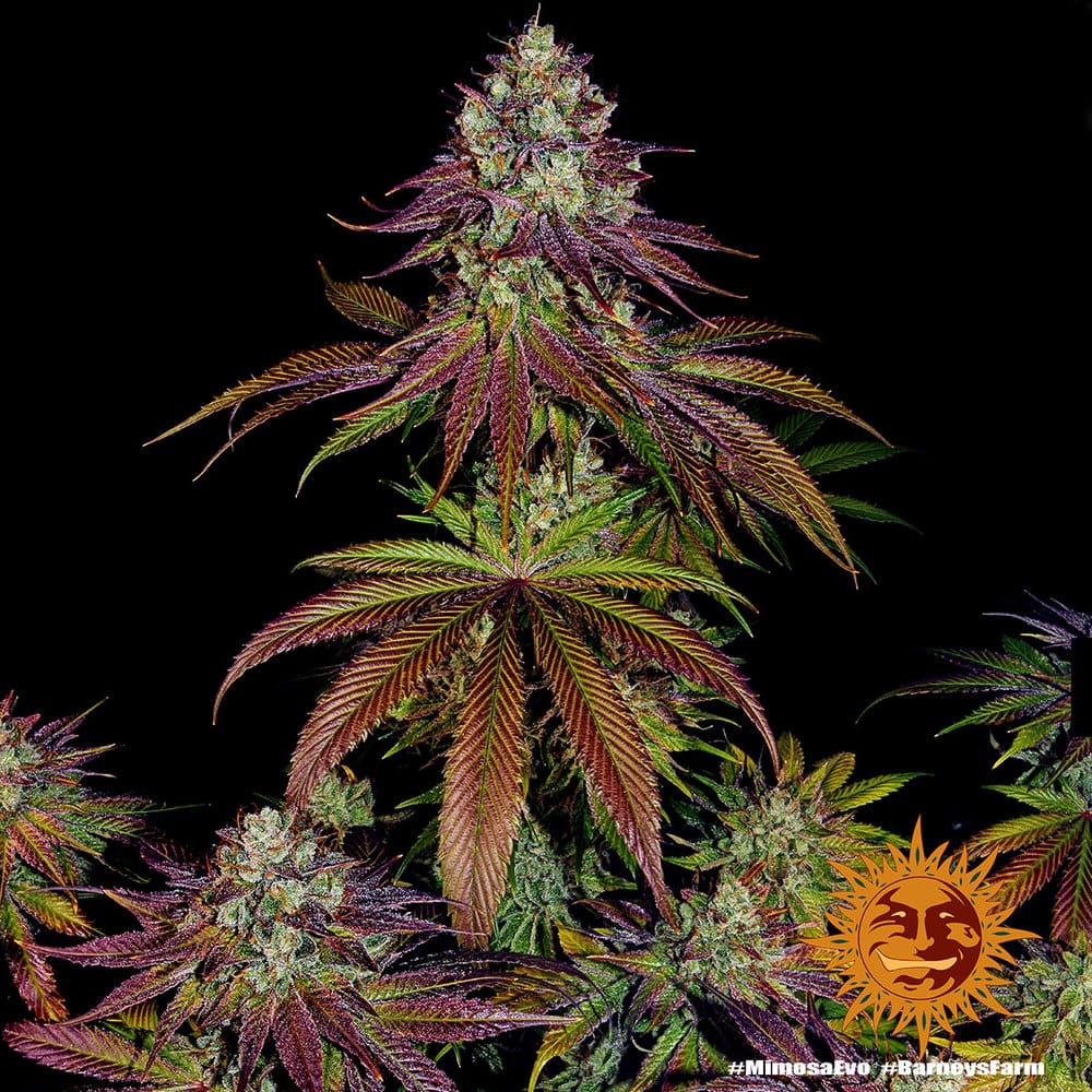 Mimosa Evo – Cítrico Frutas Vermelhas