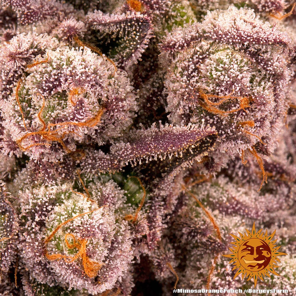 Genética de cannabis Mimosa x Orange Punch – Barneys Farm – foto 2