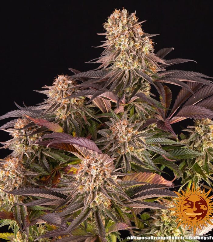 Sementes feminizadas Mimosa x Orange Punch – Barneys Farm