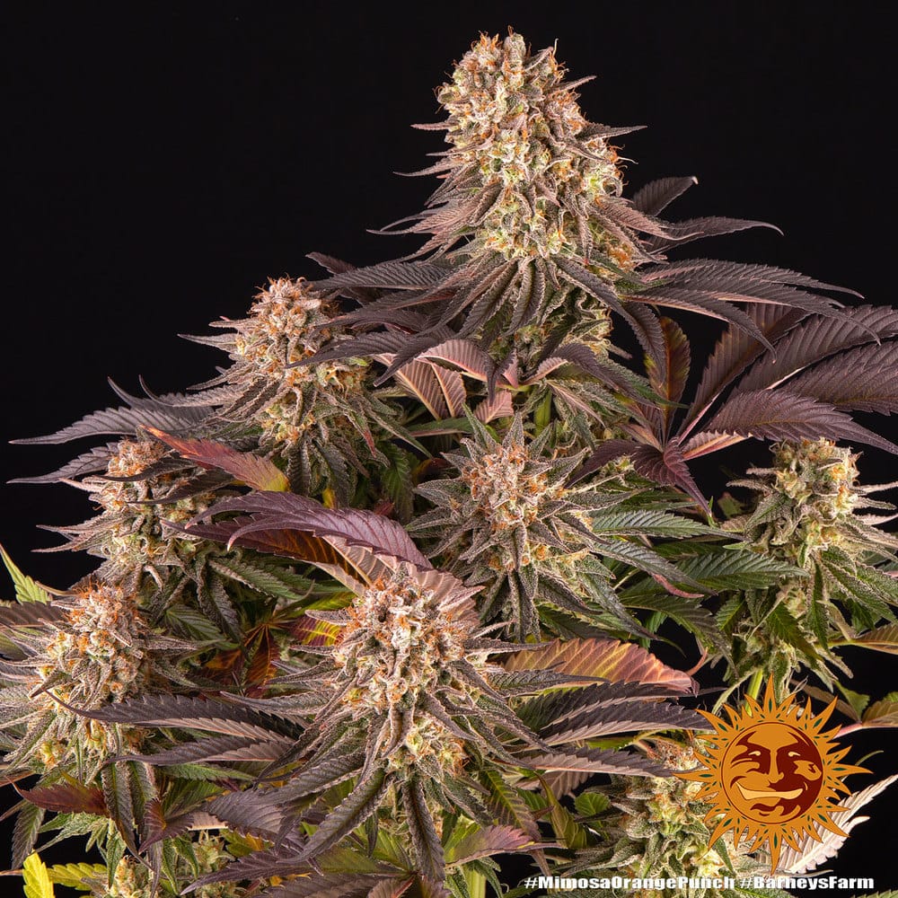 Mimosa x Orange Punch – Cítrico Frutas Amarelas