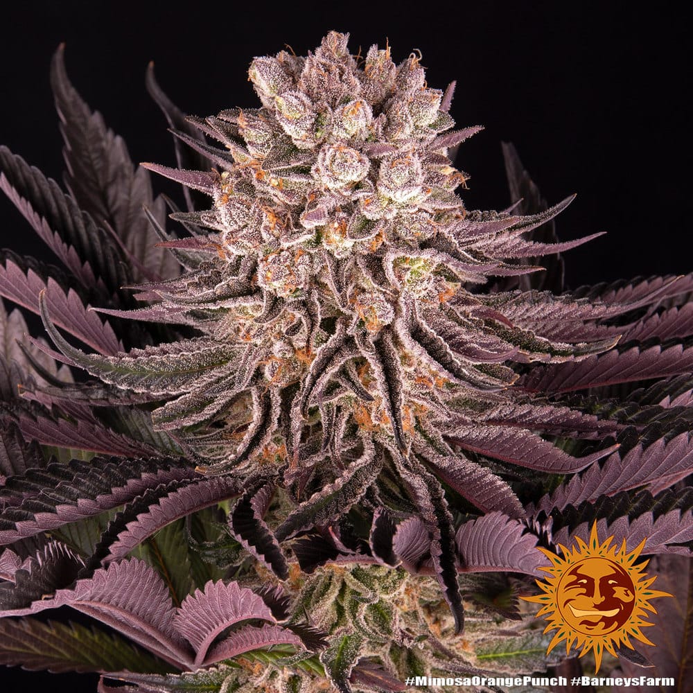 Genética de cannabis Mimosa x Orange Punch – Barneys Farm – foto 3