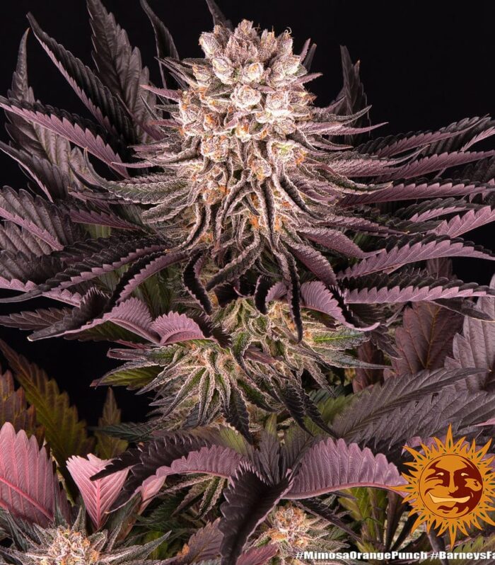 Sementes feminizadas Mimosa x Orange Punch by Barneys Farm