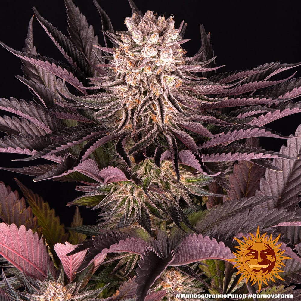 Sementes feminizadas Mimosa x Orange Punch by Barneys Farm
