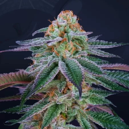 Genética de cannabis Mimozz – Perfect Tree – foto 3
