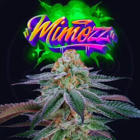 Sementes feminizadas Mimozz – Perfect Tree