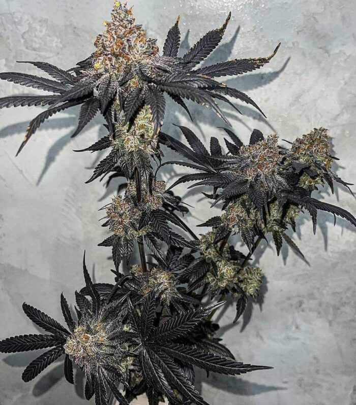 Sementes feminizadas Miracle Fruit – Symbiotic Genetics