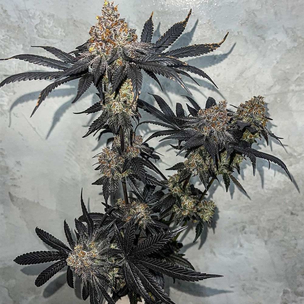 Sementes feminizadas Miracle Fruit – Symbiotic Genetics