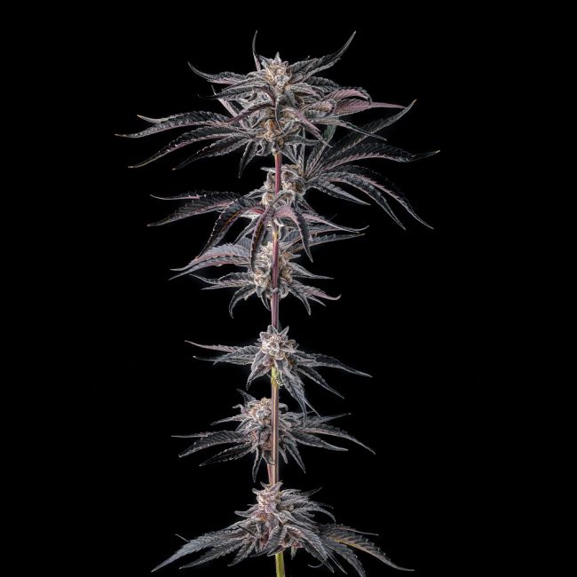 Sementes feminizadas Nakamarra – Compound Genetics