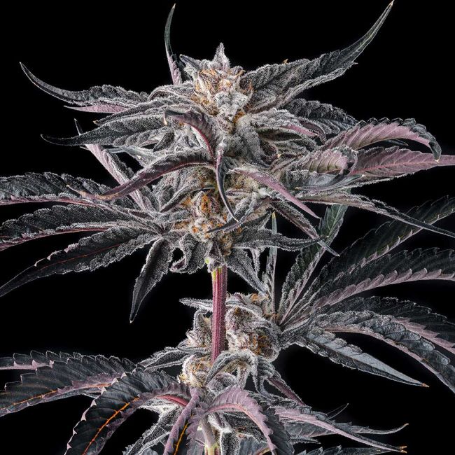 Genética de cannabis Nakamarra – Compound Genetics – foto 2