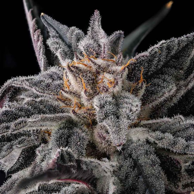 Genética de cannabis Nakamarra – Compound Genetics – foto 3