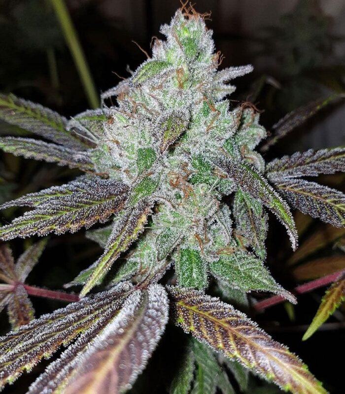 Sementes feminizadas Now N Frutti Female by Karma Genetics