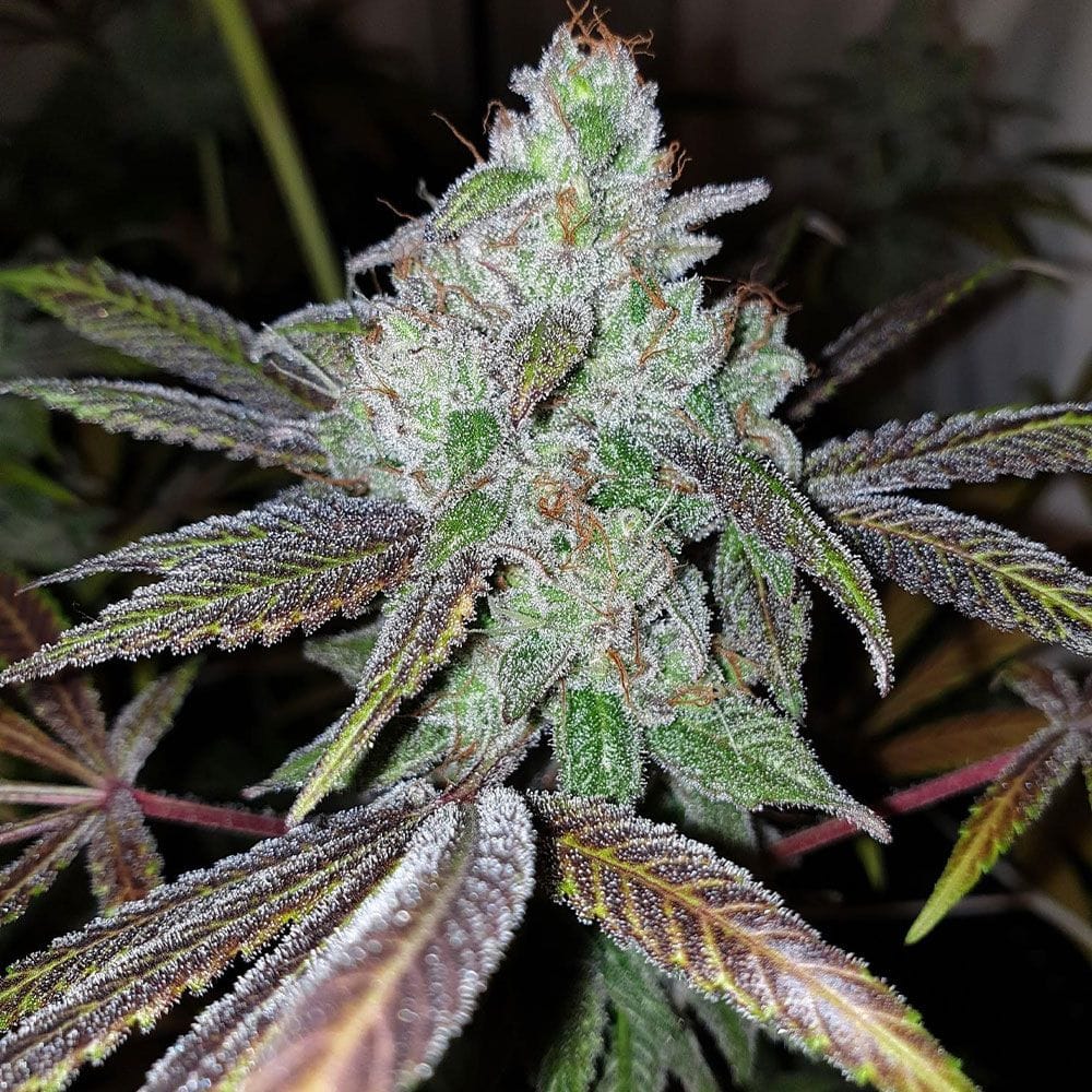 Sementes feminizadas Now N Frutti Female by Karma Genetics