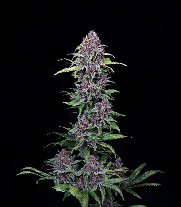 Sementes feminizadas NYC Vapor – Compound Genetics