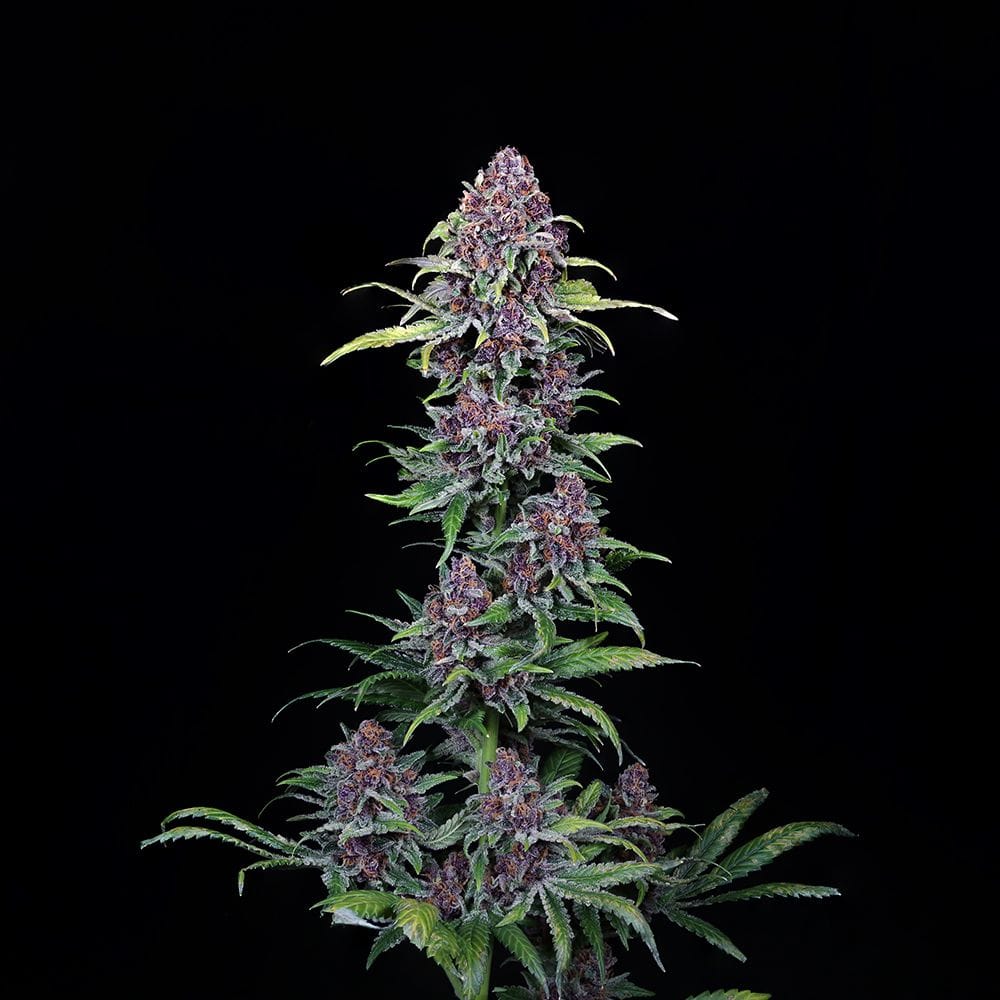Sementes feminizadas NYC Vapor – Compound Genetics