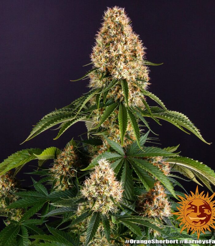 Sementes feminizadas Orange Sherbet by Barneys Farm