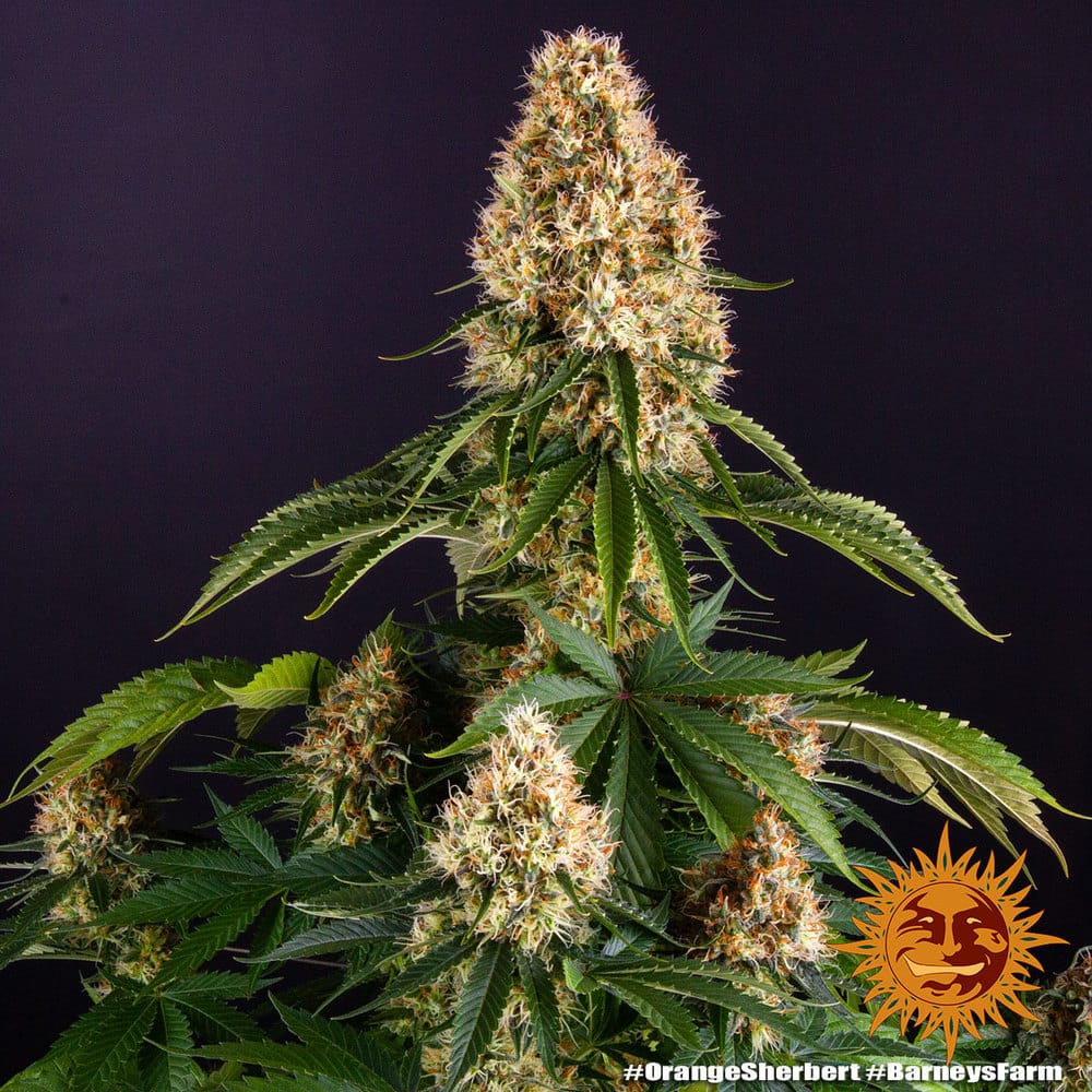 Sementes feminizadas Orange Sherbert  – Barneys Farm