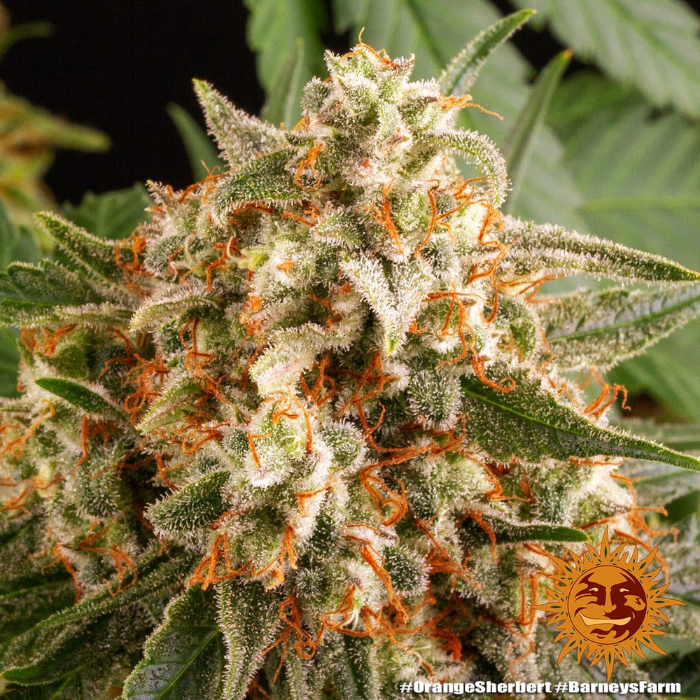 Genética de cannabis Orange Sherbert  – Barneys Farm – foto 3