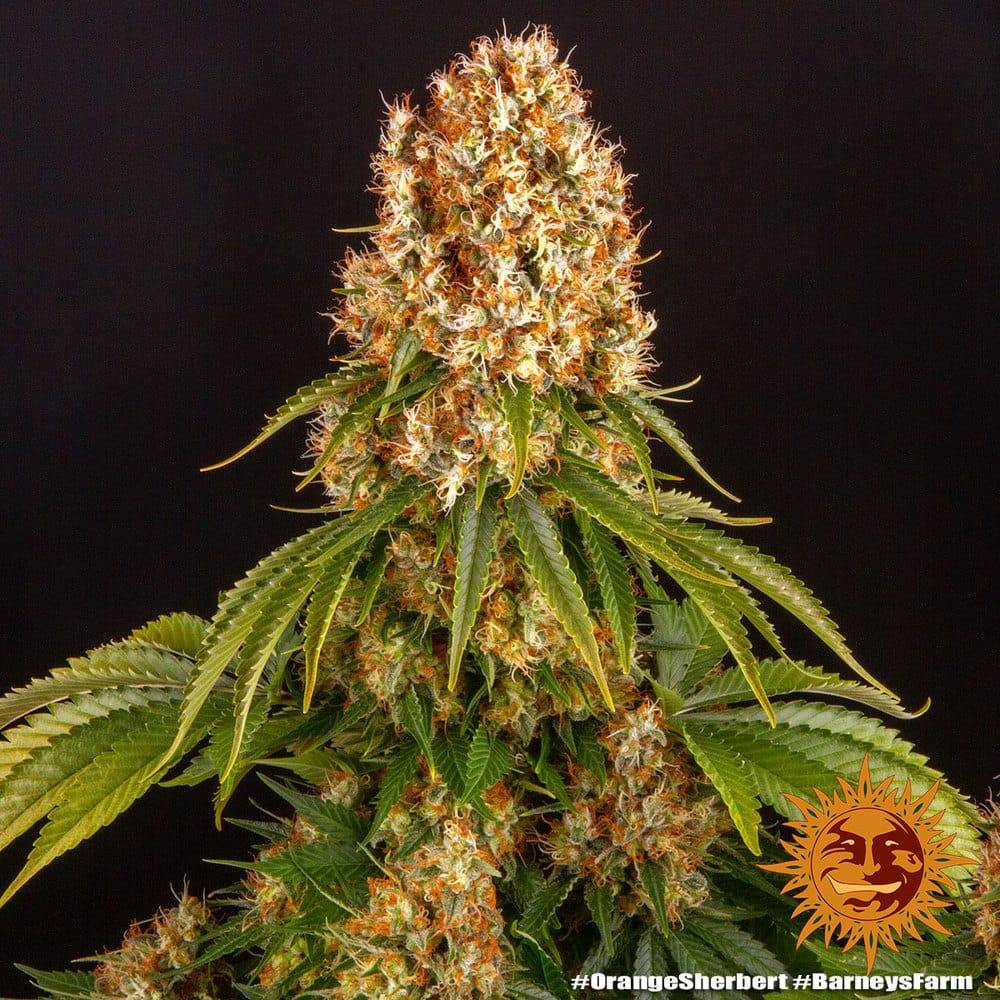 Genética de cannabis Orange Sherbert  – Barneys Farm – foto 2