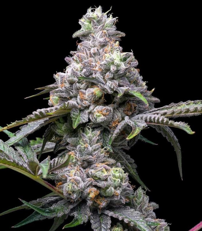 Sementes feminizadas Papaya x Hollywood – Cookies Seed Bank