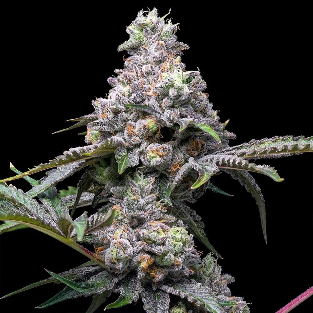 Sementes feminizadas Papaya x Hollywood – Cookies Seed Bank