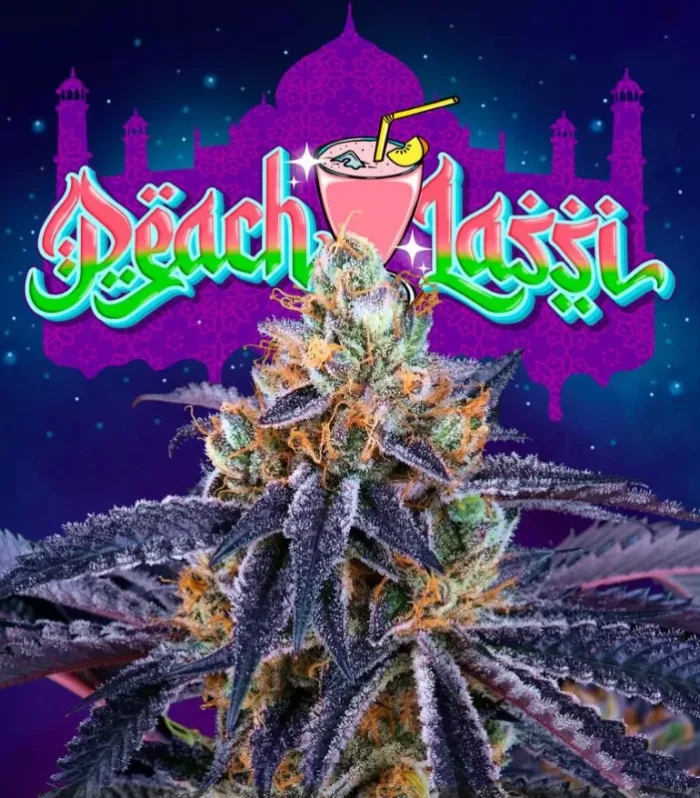 Sementes feminizadas Peach Lassi Perfect Tree Seeds – Perfect Tree