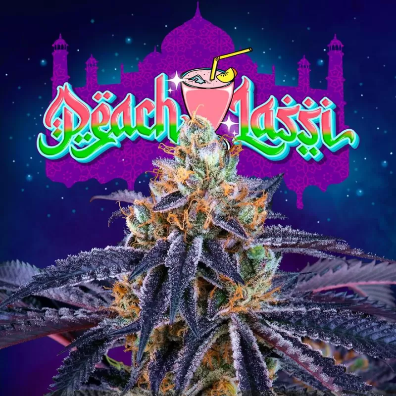 Sementes feminizadas Peach Lassi Perfect Tree Seeds – Perfect Tree