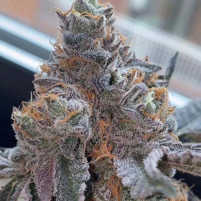 Sementes feminizadas Pinata – Grounded Genetics