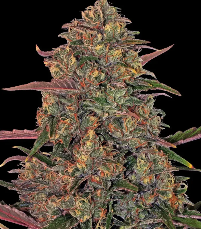 Sementes feminizadas Pineapple Chunk – Barneys Farm