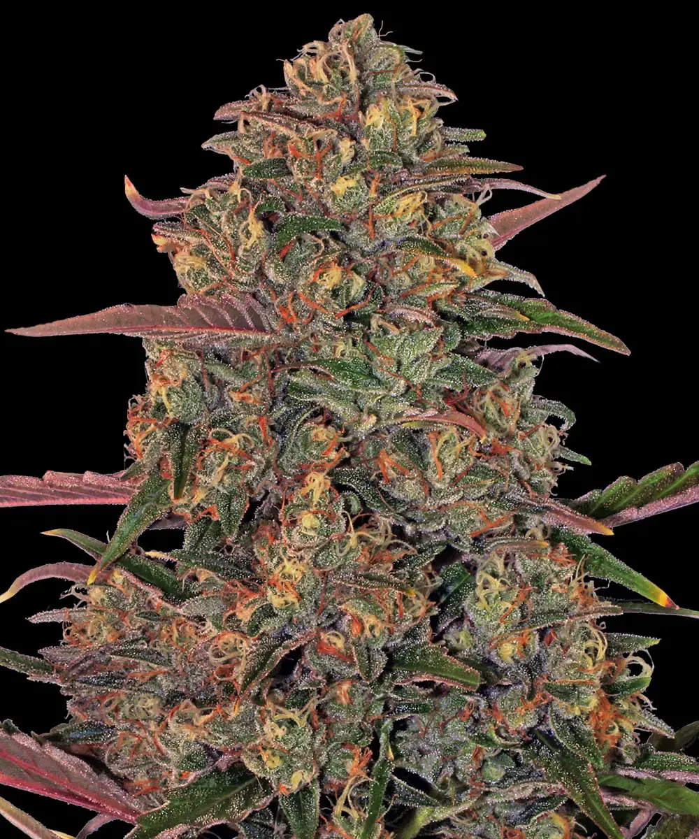 Sementes feminizadas Pineapple Chunk – Barneys Farm