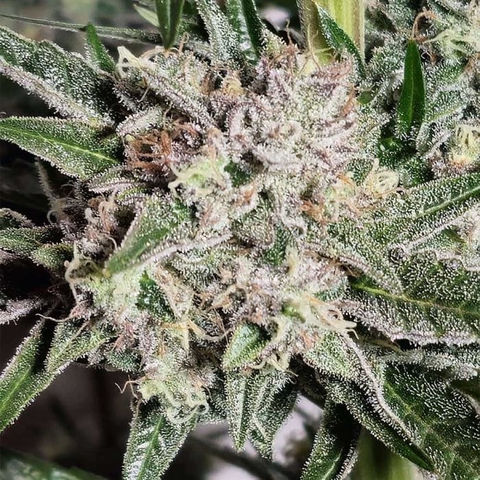 Sementes feminizadas Pink Fritter – Karma Genetics