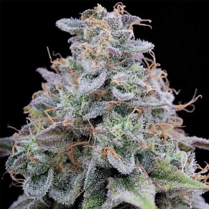 Genética de cannabis Pink Limez – Grounded Genetics – foto 2