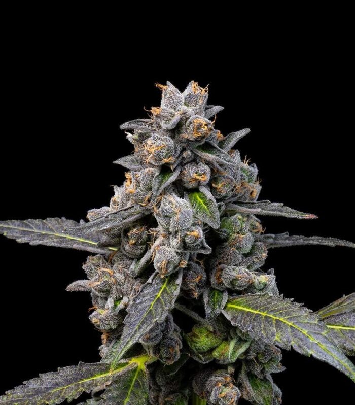 Sementes feminizadas Pink Passion Fruit – Cookies Seed Bank