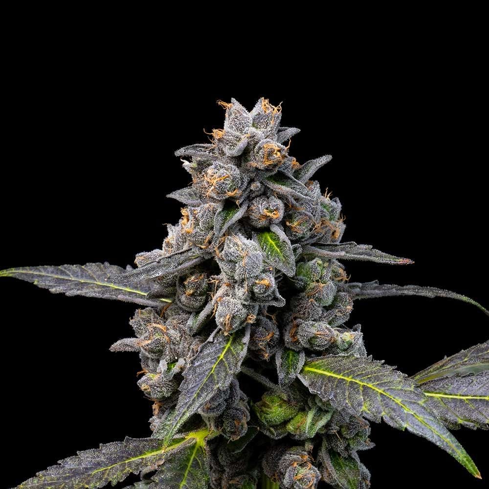 Sementes feminizadas Pink Passion Fruit – Cookies Seed Bank