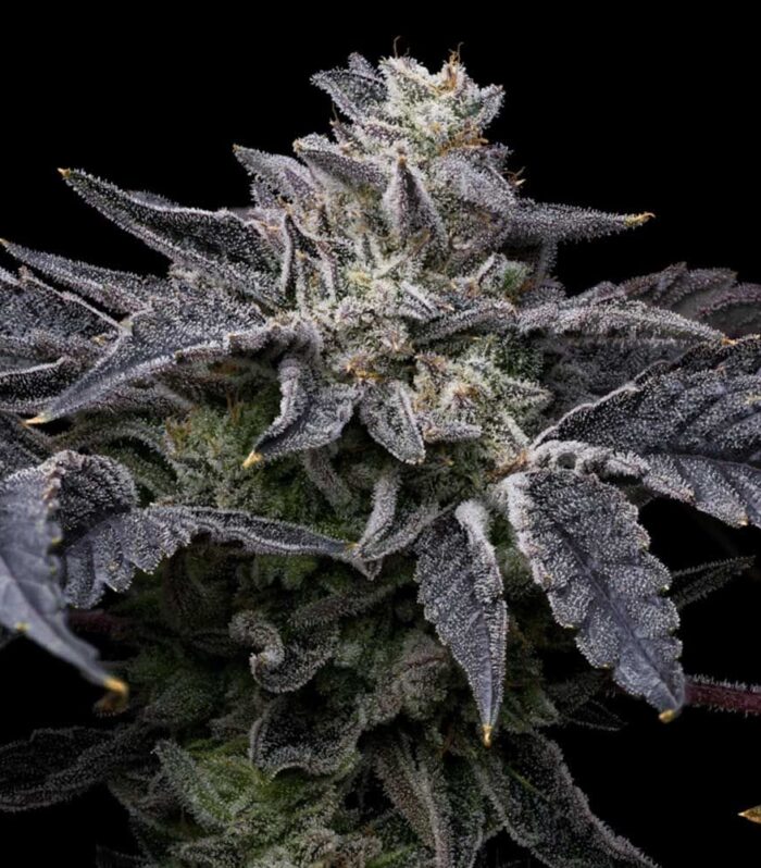 Sementes feminizadas Pink Runtz x Hollywood – Cookies Seed Bank