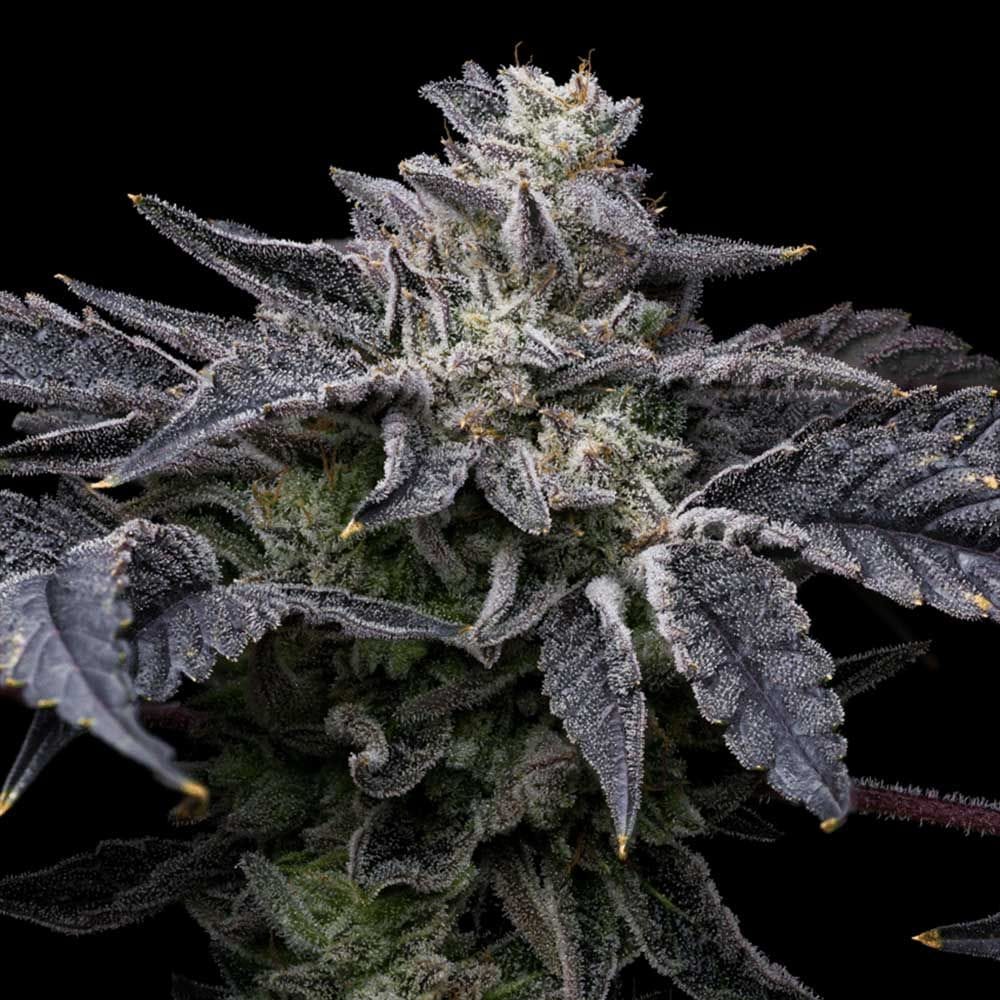 Sementes feminizadas Pink Runtz x Hollywood – Cookies Seed Bank