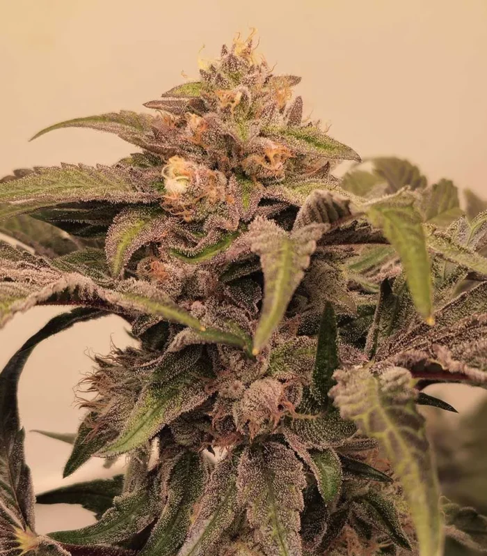 Sementes feminizadas Pink Zowahh – Karma Genetics